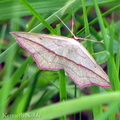 blood-vein (Timandra comae) Kenneth Noble